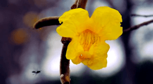 Momentos de Paz – Fazendinha Unasp EC