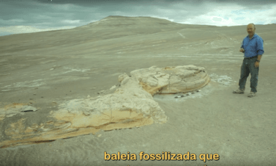 Baleias Fossilizadas – Epis 4